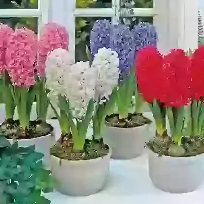Special Indoor Collections